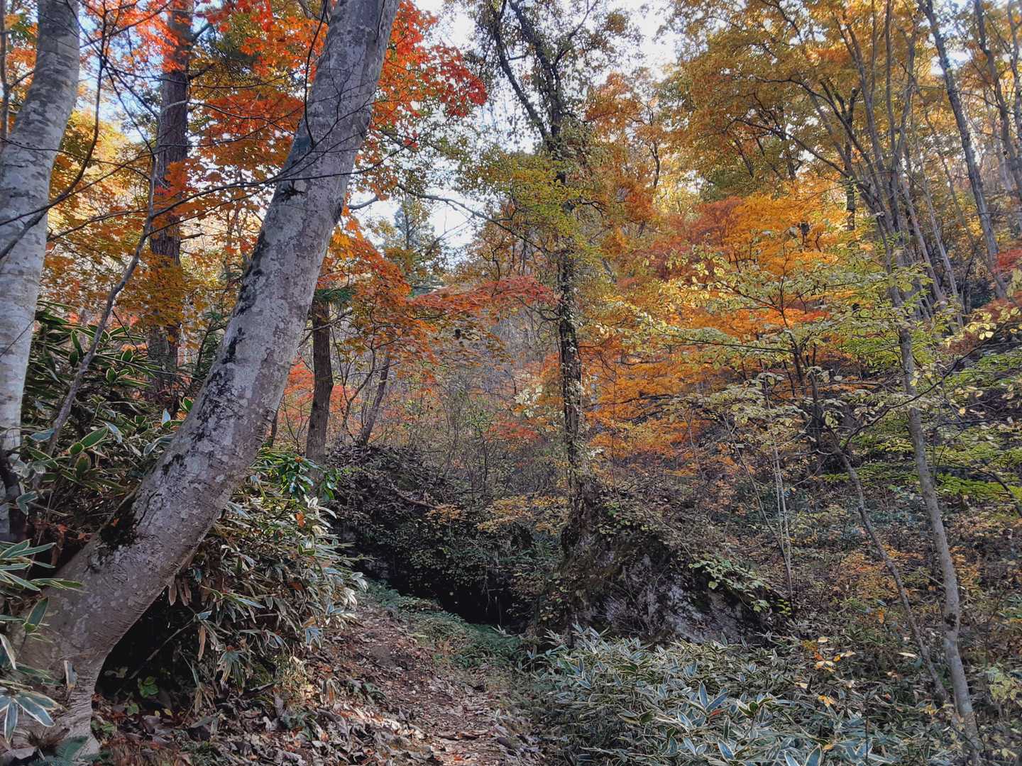紅葉が盛りです。
