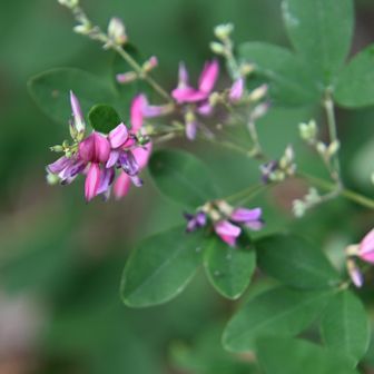 萩の花