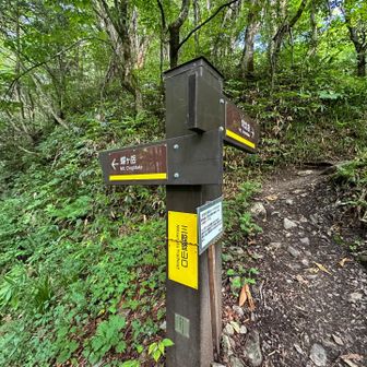 三股の分岐まで戻って来ました