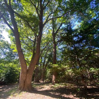 どうもマップ上の山頂位置とズレてるのでふらふらと神社様の方へ。伝わりにくいですが，立ち並ぶ樹々はどれも樹齢100〜200年以上経っていそうな立派なものばかり。
