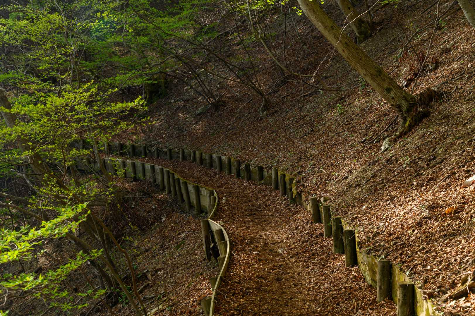 白谷沢登山口-権次入峠-棒ノ嶺-北東尾根入口 周回コースの写真