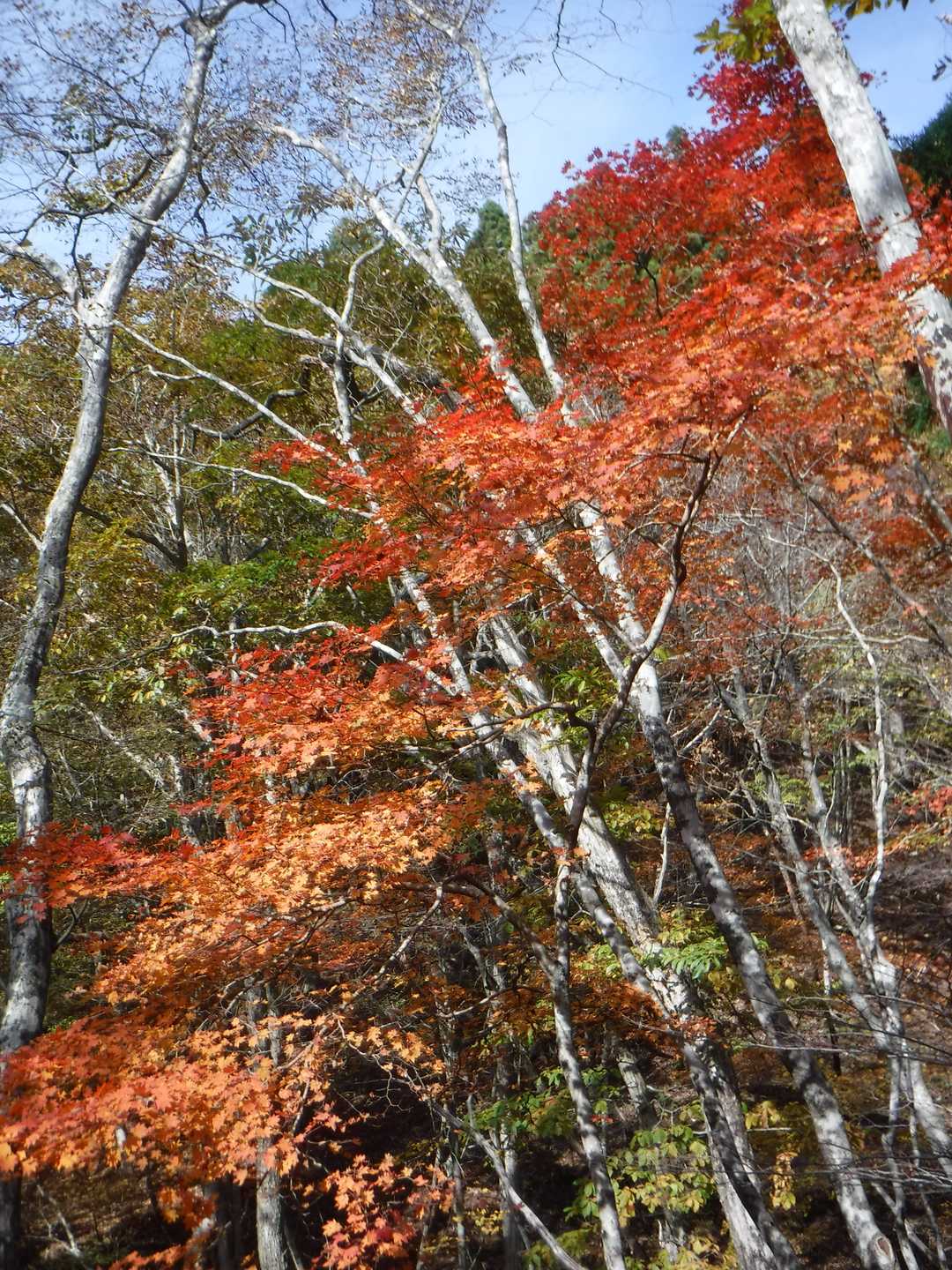 大杉山-須留ヶ峰 往復コースの写真