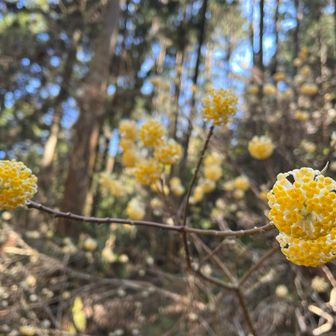 こっちのは日陰のせいか黄色いもの多い👍