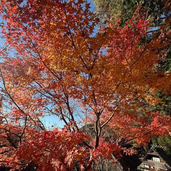 残りわずかな紅葉🍁