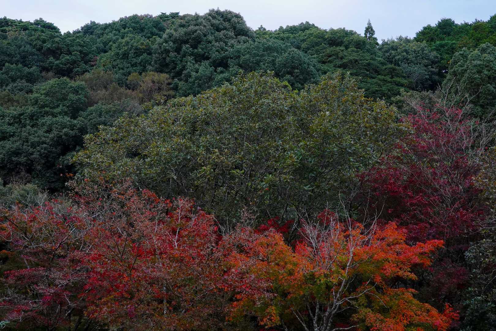 紅葉の奥は城山
