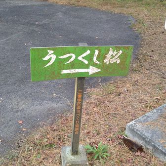 矢印に従って登山を開始しようとして、美松山登山道とうつくし松見物の道とは違うことに気づく。