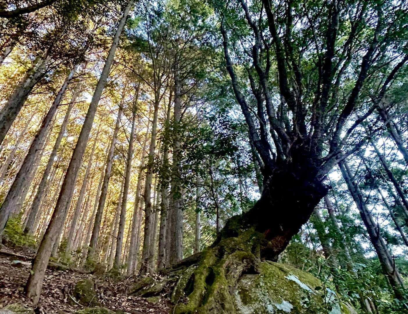 👉神が宿っていそうな巨木🌲に🙏