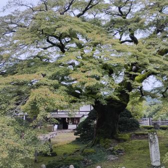 西善寺　モミジの巨木