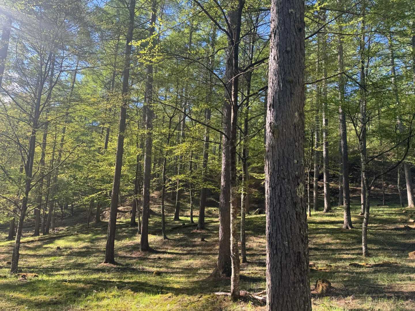 綺麗🌳
