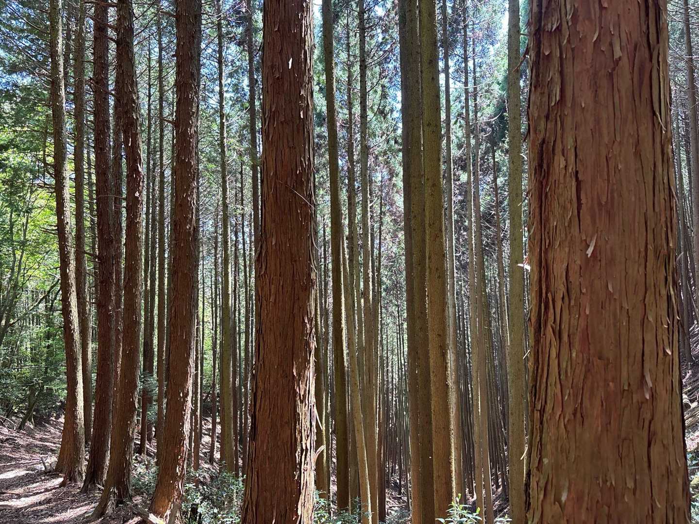 金山登山口-金山 周回コースの写真