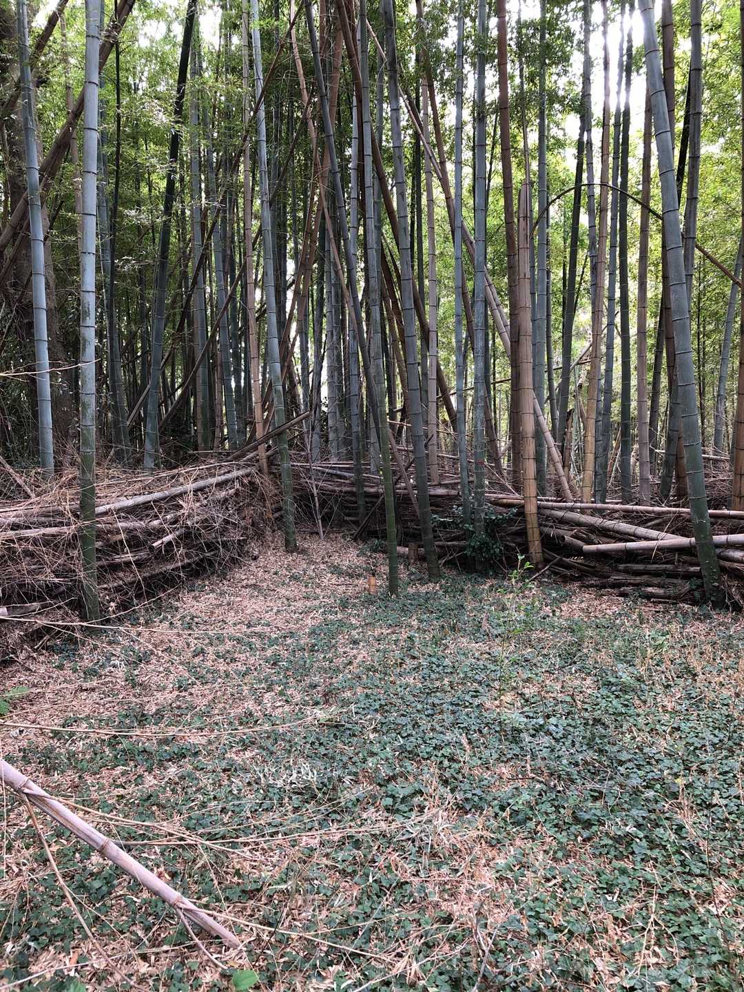 五六山山頂です⛰
竹藪の奥でした❗️