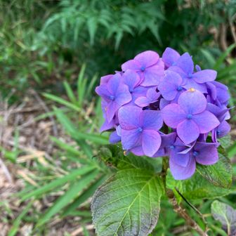 紫陽花