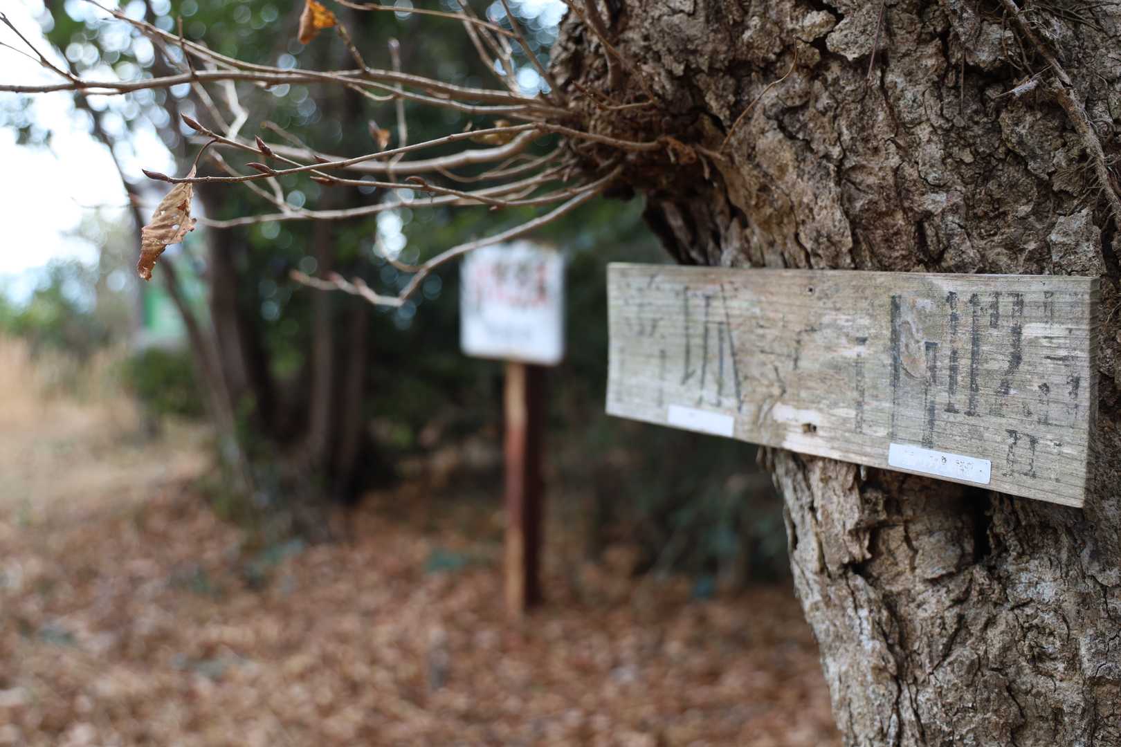 善城寺山さんちょ。