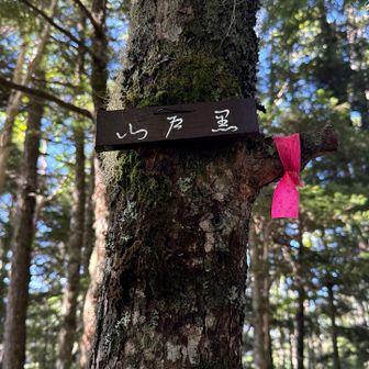 行き
スルーしたグレーピーク

この寄り道をピストンじゃなくて
突っ切るようにして登山道に戻ろうと思ったら

角度が　悪かった
森を　徘徊

ナギが見える・・
ナギの記憶が無いから
かなり登山道に戻るには
方角を思いっきり修正しないと・・

迷い道遭難
するタイプ😈