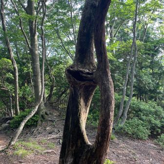 なんか、ユニークな木🌲