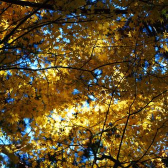 今日は黄色で✨