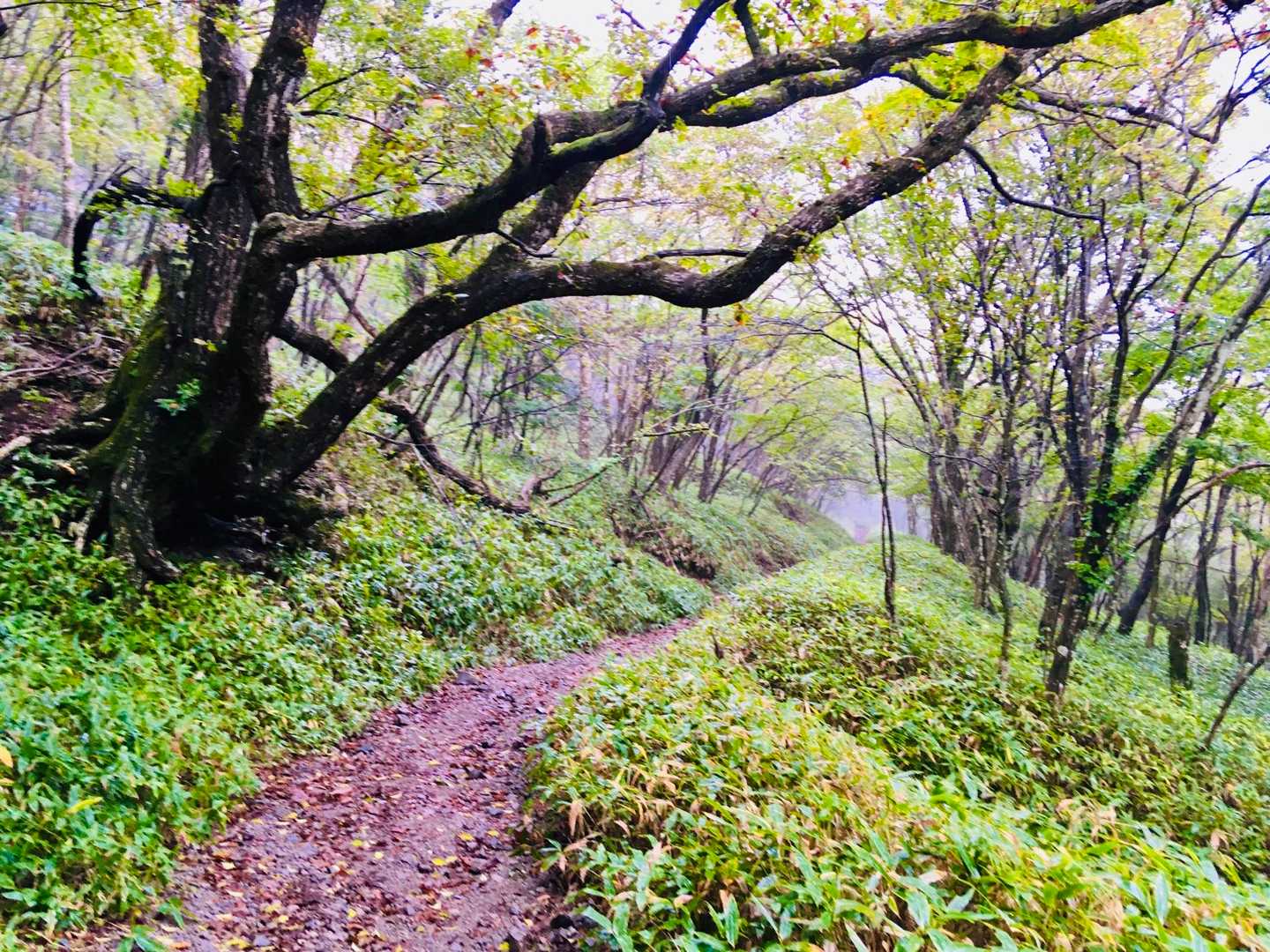 長七郎山-八丁峠-地蔵岳登山口-地蔵岳 周回コースの写真