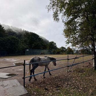 皆さんの写真では車ズラーってところに🐎