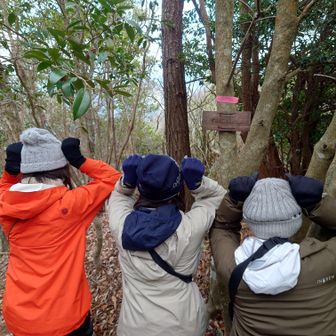 猫山だけに３人娘キャッツ・アイ☝️