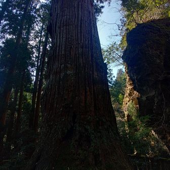 鬼杉デカすぎて迫力が伝わらない💦