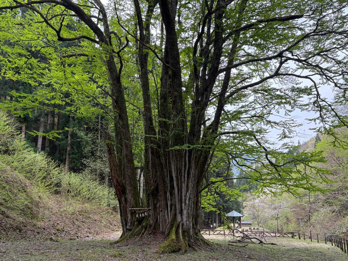 後ろからも良い感じ👍

カツラの巨木は全国でもまれらしいです