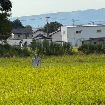 人になりたい案山子くん🎵
田んぼの見まわりの役目ももう少しだね‼️