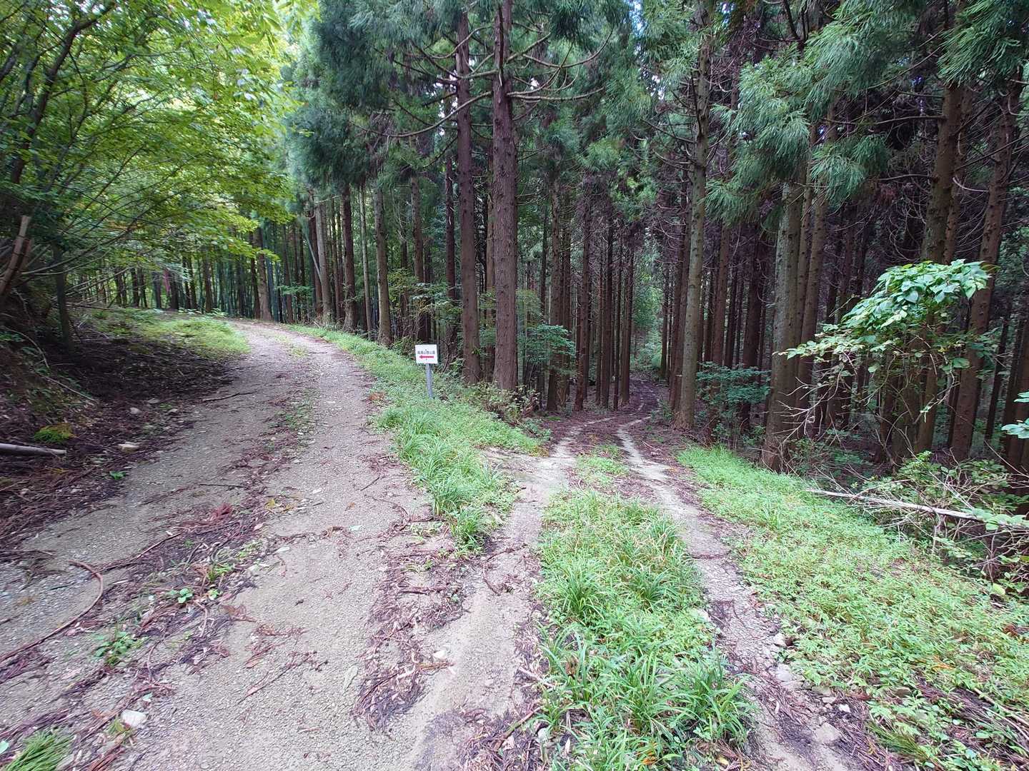 珍しいもの見つけたので右に下りる