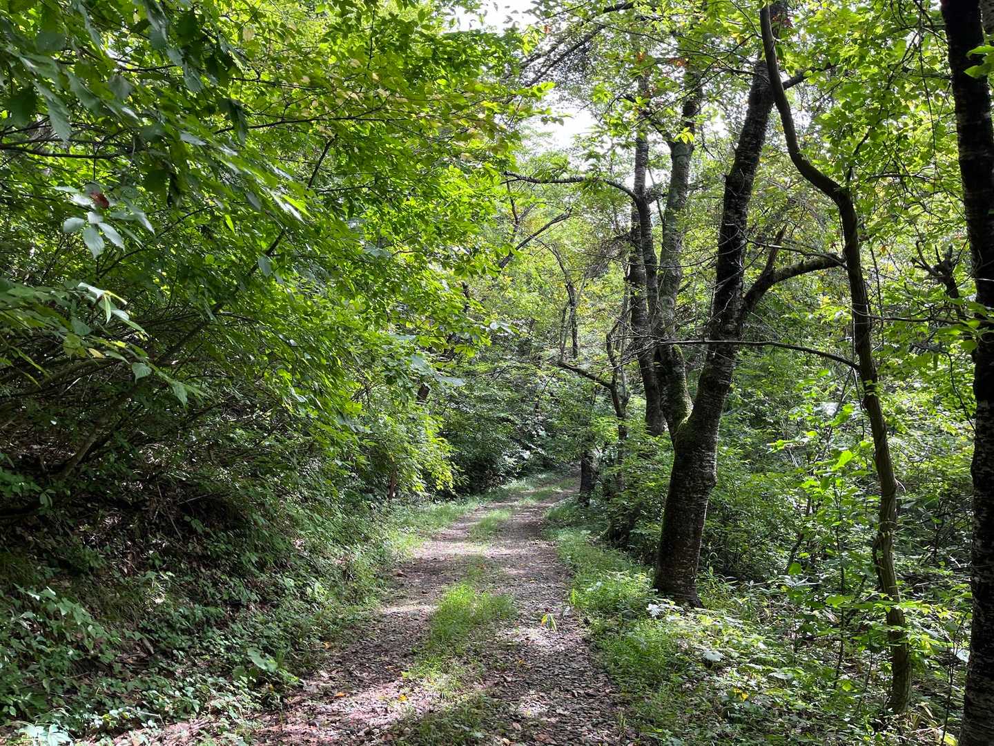 とても広い登山道（林道？）
途中に栗がたくさん落ちており、実は食べられてありませんでした😨