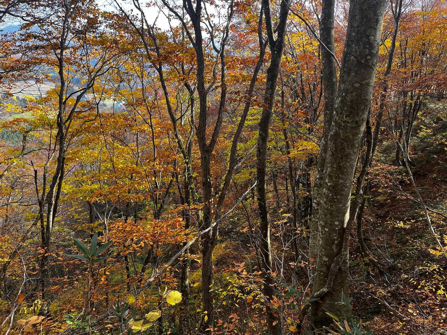 紅葉🍁🍁が美しいと思う
