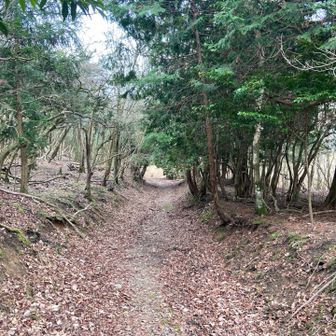 あやめ池付近は斜度もなく歩きやすい