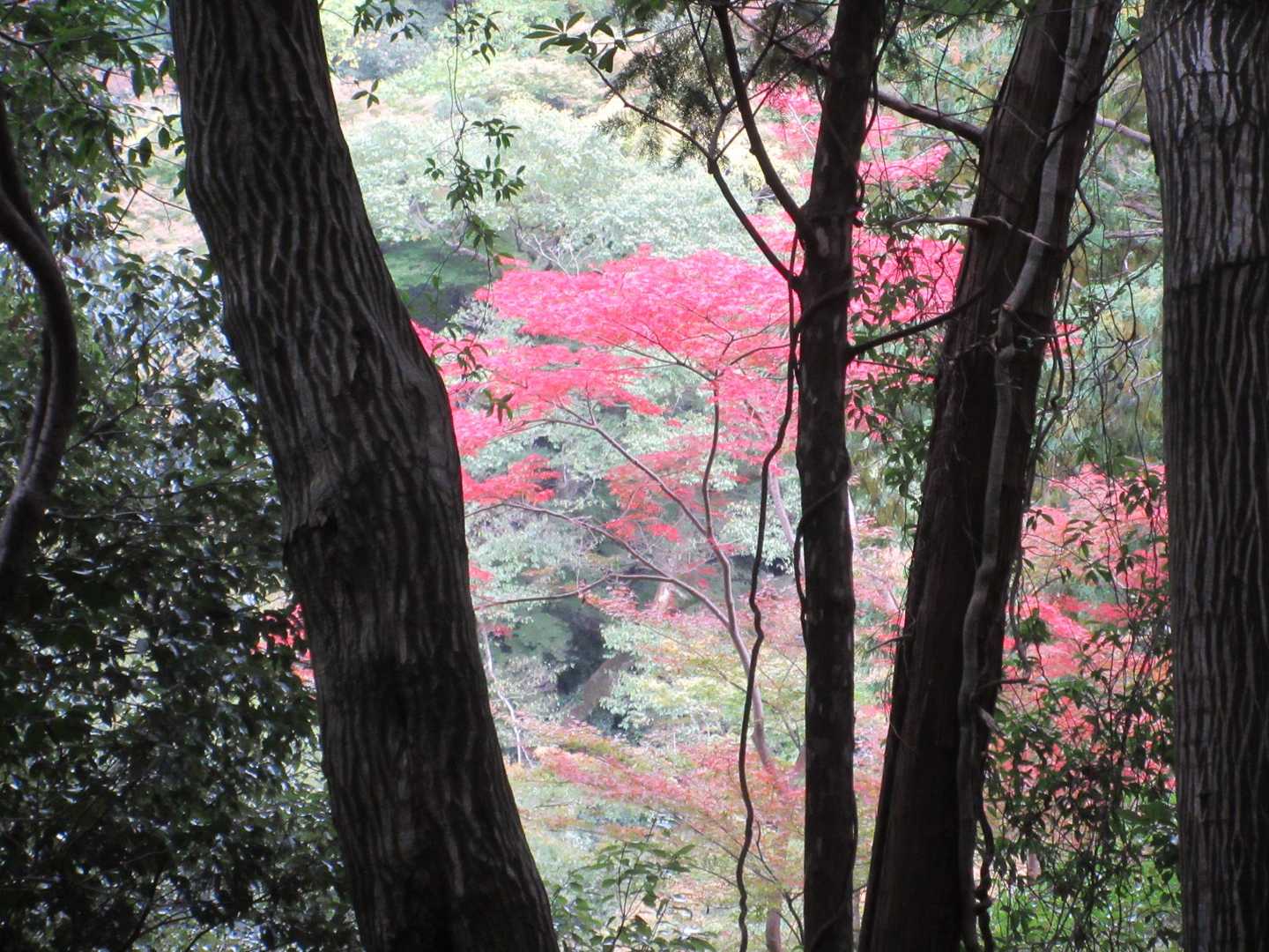 瀧安寺-石子詰登山口-箕面山-三国峠 周回コースの写真