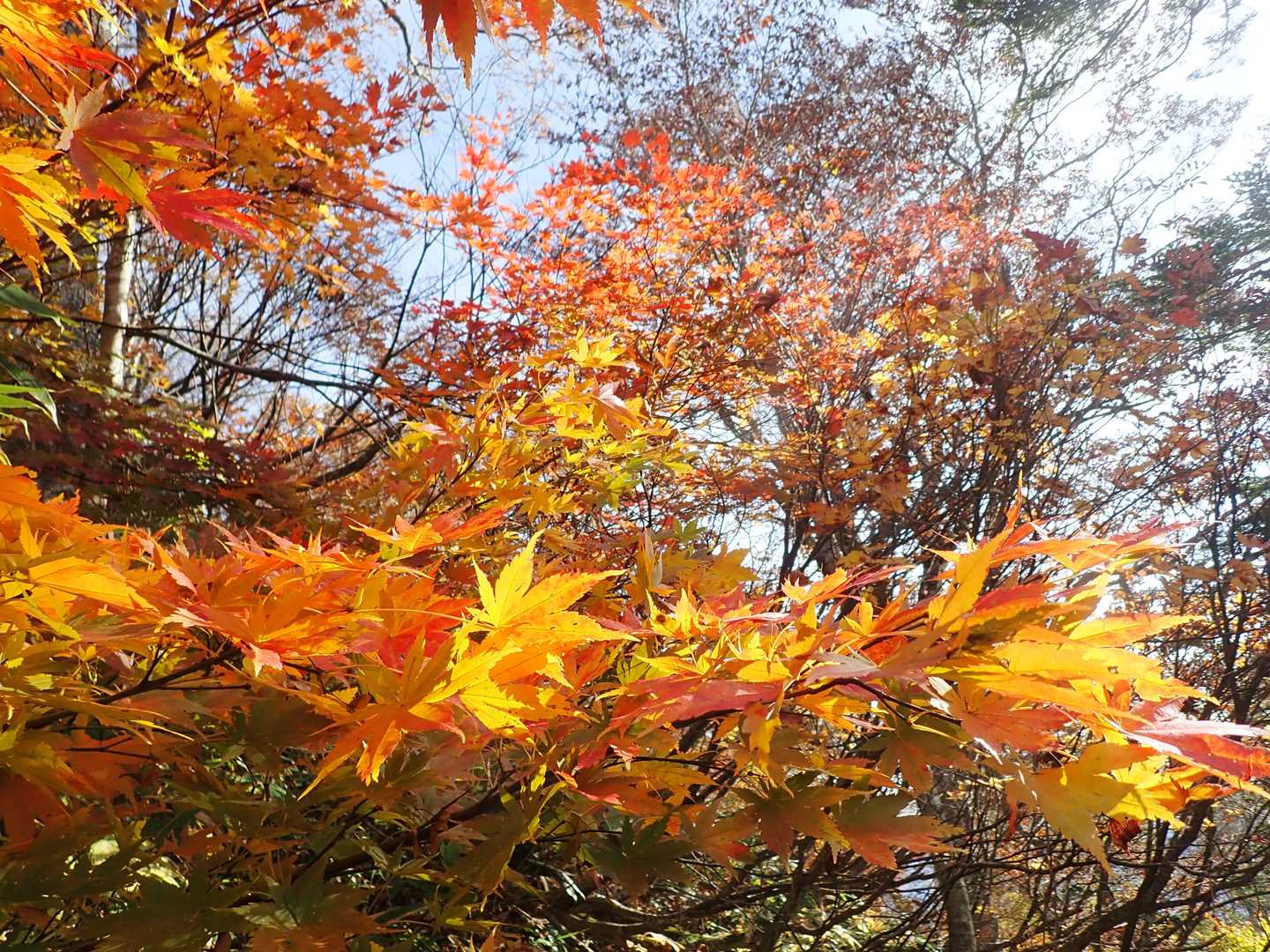 北野口登山口-風吹岳 往復コースの写真