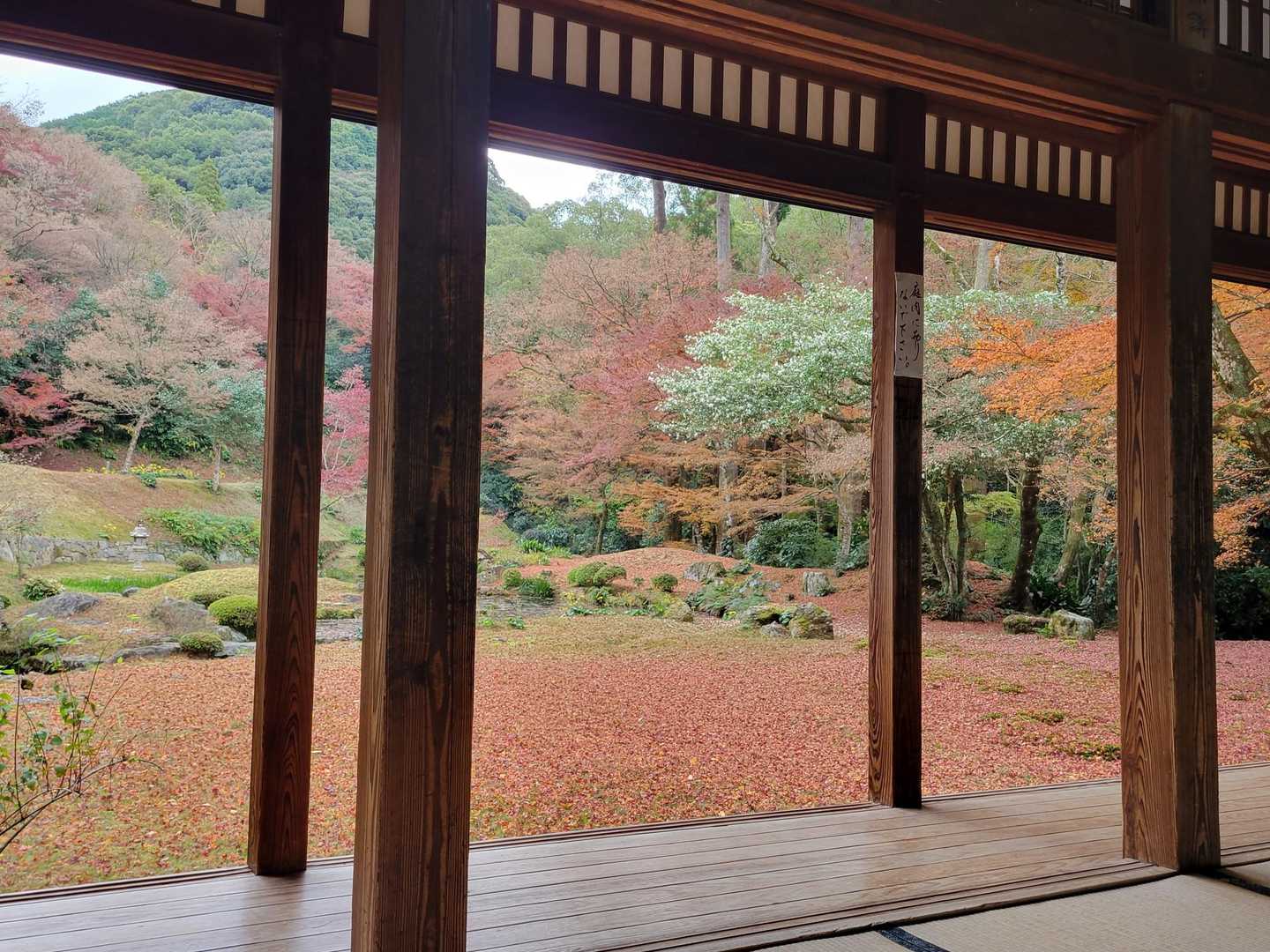 落ち紅葉🍁