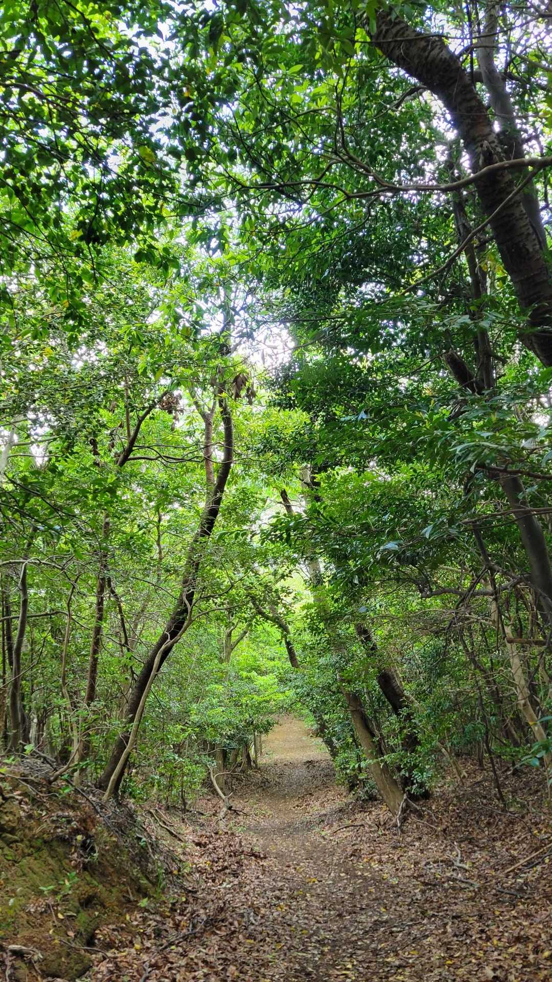 馬着山登り口-馬着山-五本松公園入口 周回コースの写真