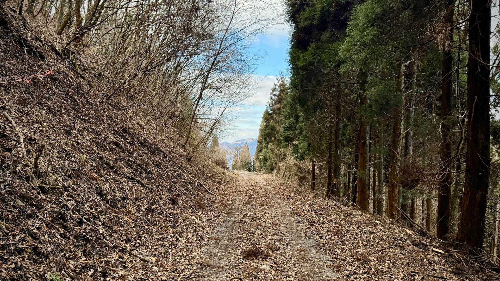 🚶‍♂️ひたすら林道を帰ります😅