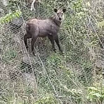 Ｃ級アルピニズム好山病