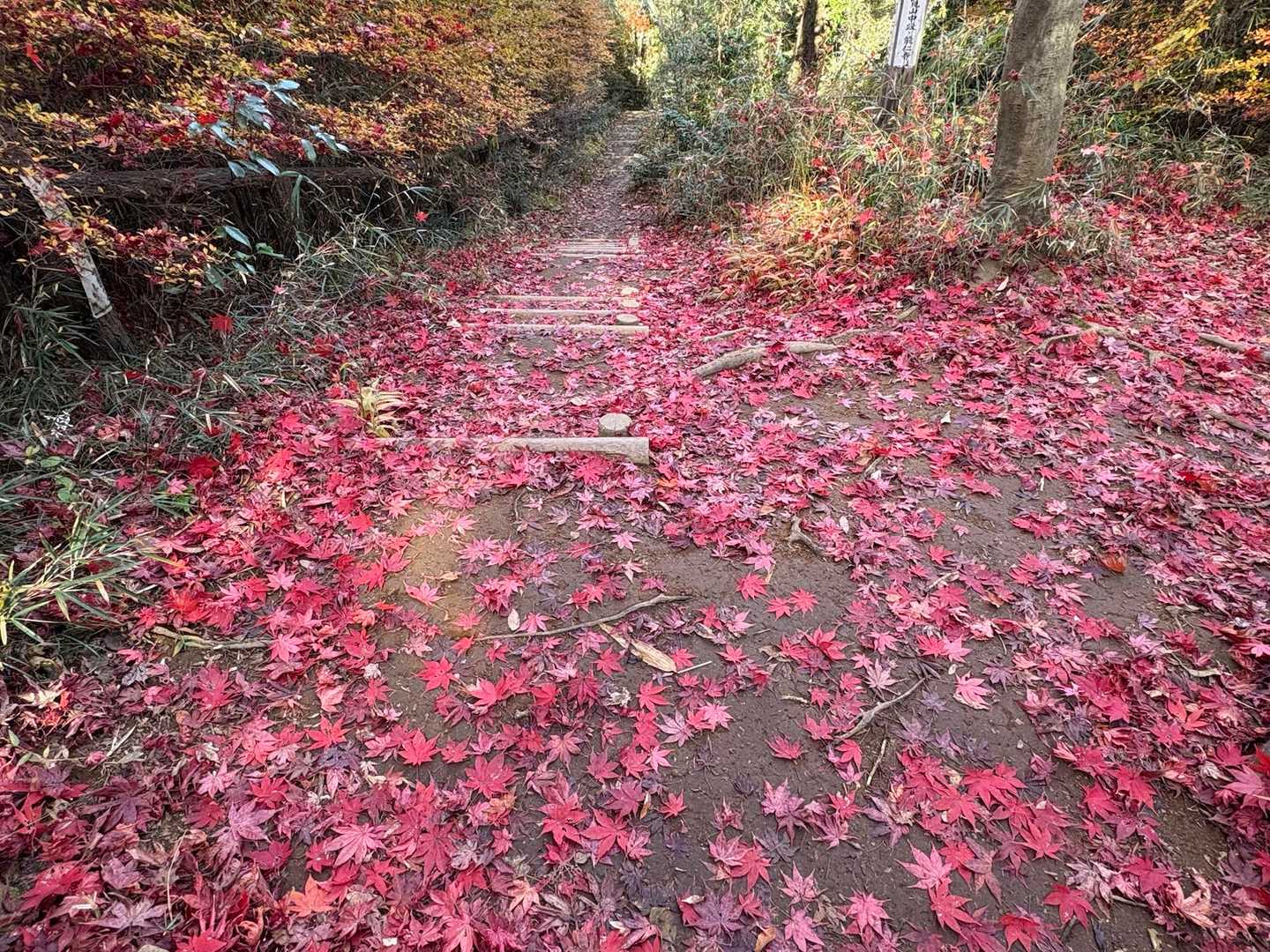 紅葉の絨毯