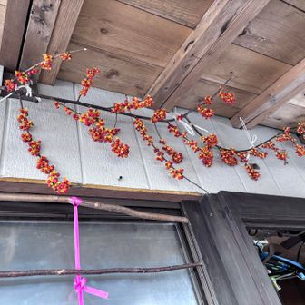 これもかわゆ❤️❤️❤️

会長さんちの何とかっておしゃんな木
何度も名前聞いたけど一瞬で忘れた　笑

忘れっぽいのは夜勤明けのせいじゃないw