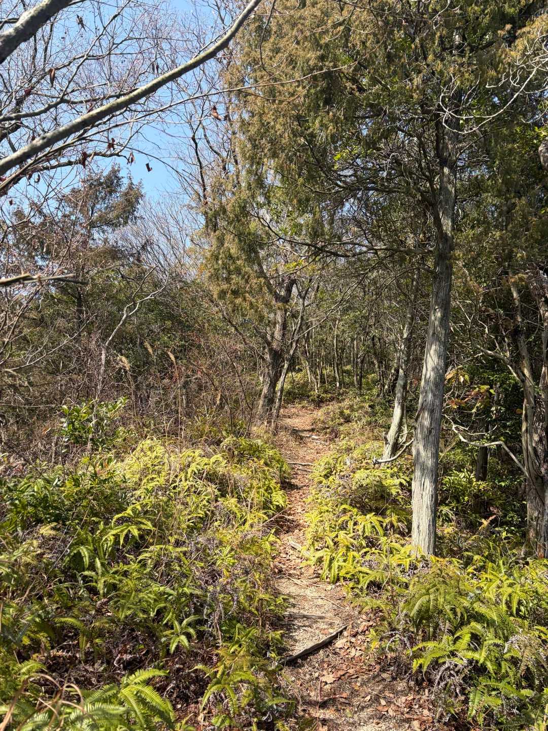 そして、歩きやすい山道😊