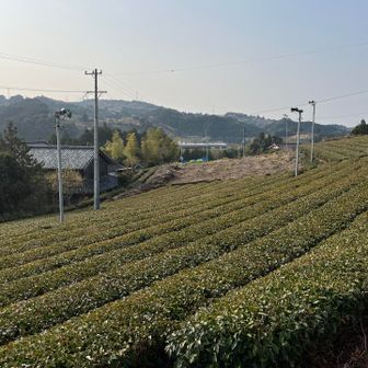 茶畑🌲　わあ、さすが静岡🤩