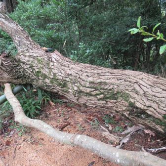 東照山山頂の倒木
これも何とか乗り越えた
２つの倒木とも、写真の左下に見えるパイプを踏台にするとよいとのコメントを活動日記で読み、とっても参考になった。