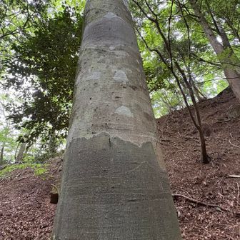 ブナの木のカーキーな模様は好きです♪