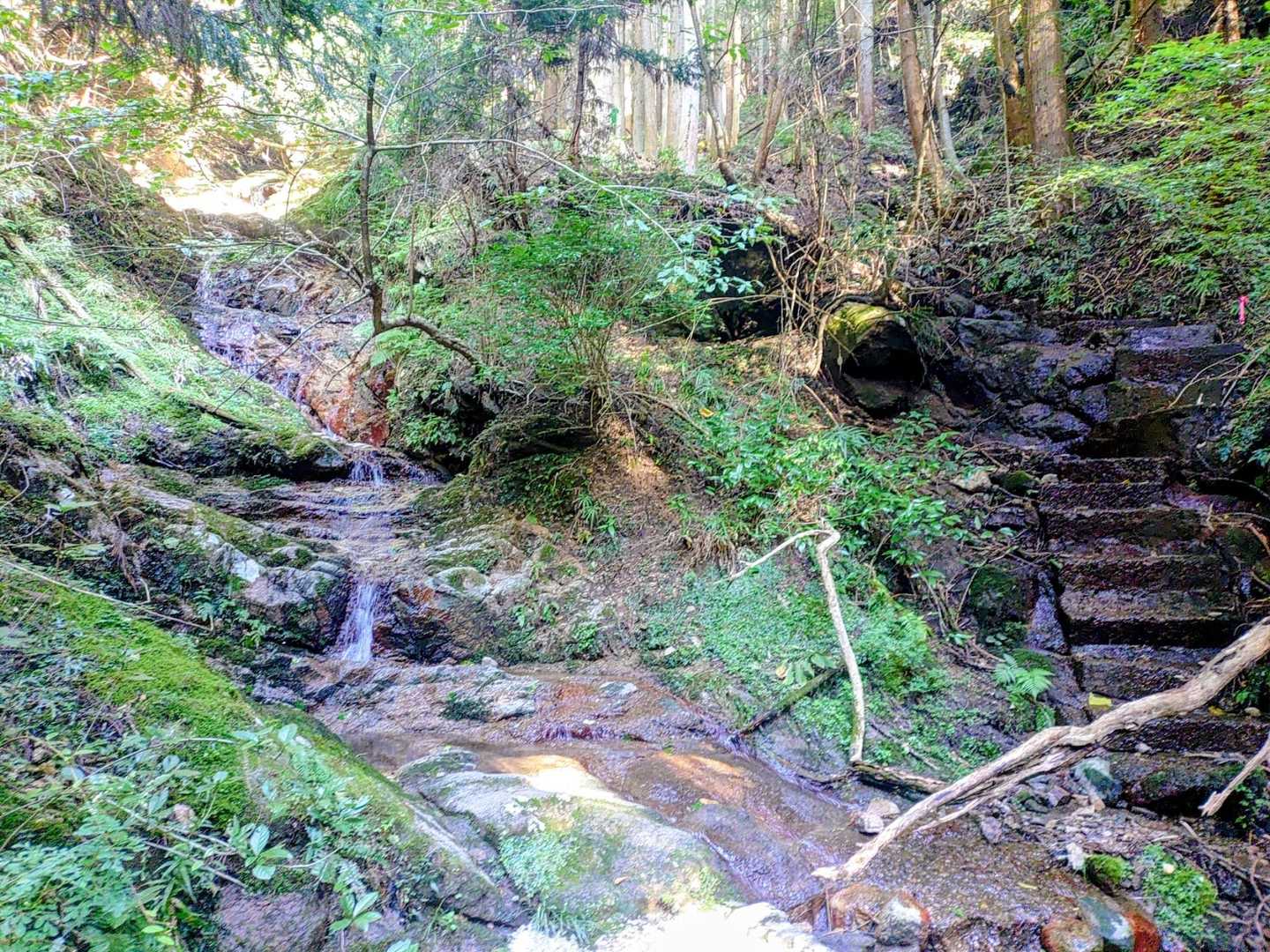 東登山口-錫杖ヶ岳-錫杖ヶ岳登山道口 周回コースの写真
