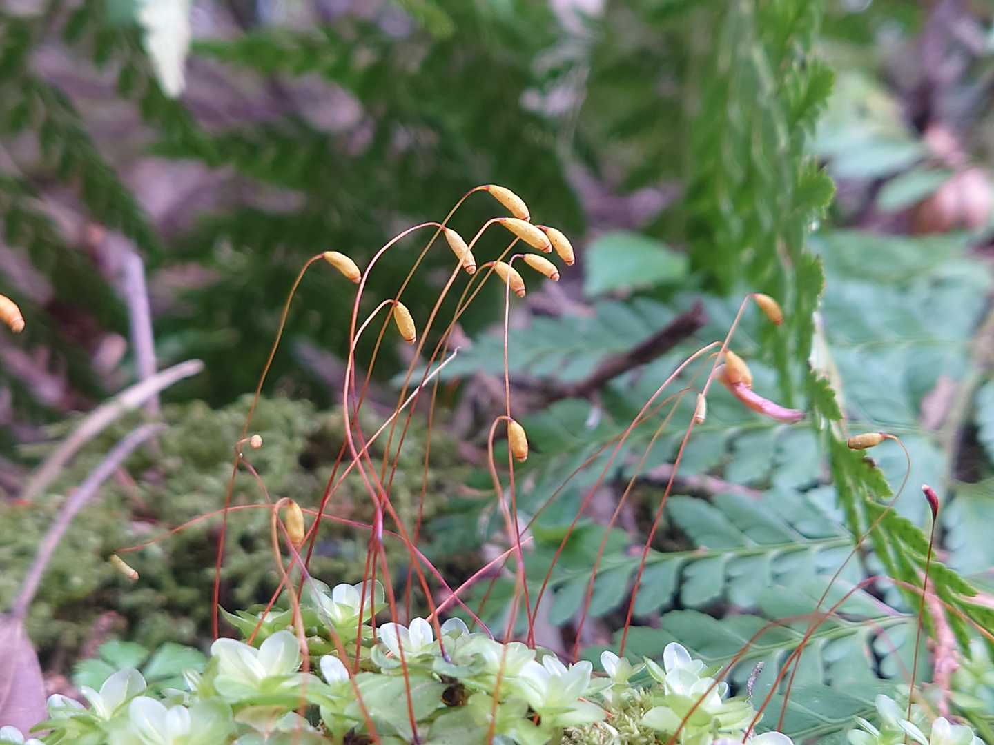 苔の胞子です
