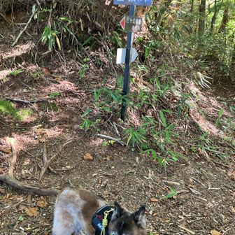 極楽峠に到着たワン🐕
この直前が滑り落ちそうで、少し怖かったです。
