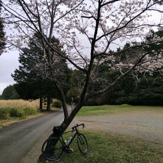 我が愛機
安もんのロードで何も付けてないけど旅を重ねる事で愛着が湧いてきた