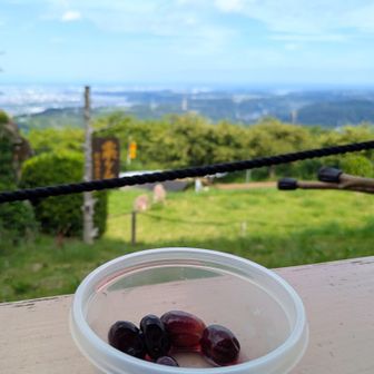 汗だく💦からのブドウ休憩🍇500ml飲み干す
かっぽしテラスは本日休業　風があり静か