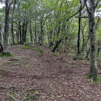 中峠
ひと休み
小川新道から登るとこの先のシャクシコバノ頭からここに下ります
先日ヤマビル被害の彼の靴にヤマビル一匹発見
塩で殺生
