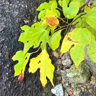 葉っぱも紅葉してるー！