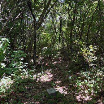 ここが山頂